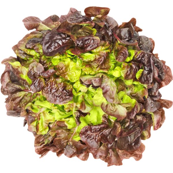 Lettuce Oak Leaves Holland Pack 250 G
